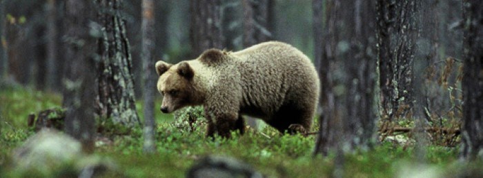 I de referensvärden som Naturvårdsverket räknat fram finns grova felräkningar för lodjur och björn. Foto: Kenneth Johansson