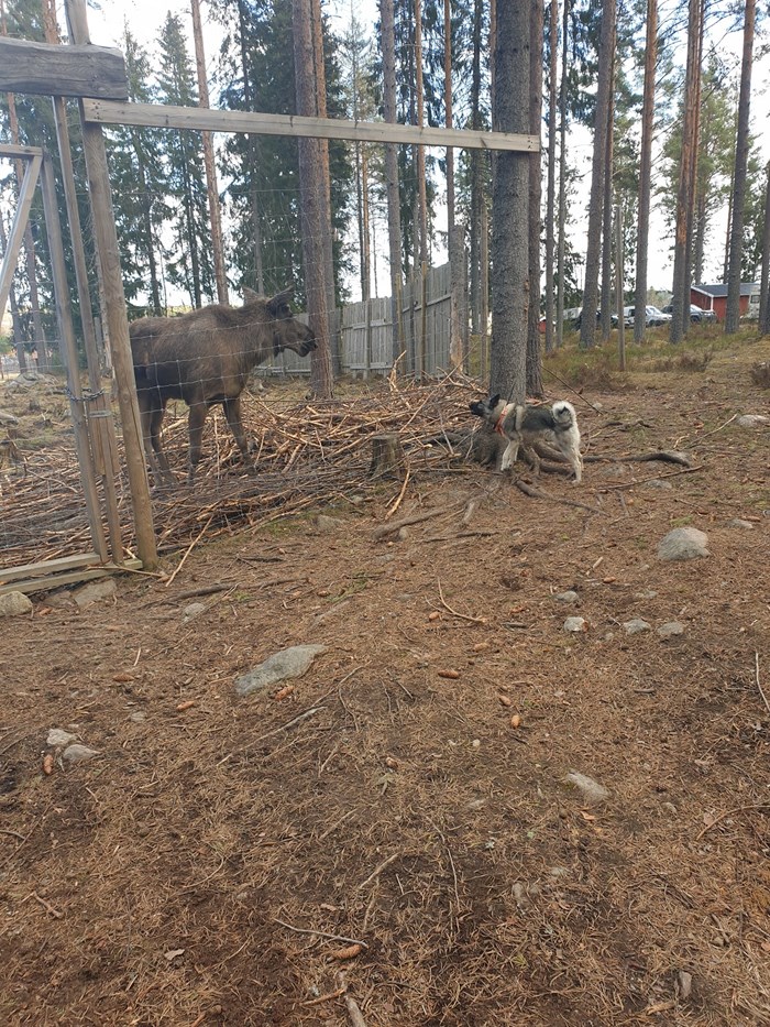Skällande gråhund på nyfiken älg i Älgparken Foto Ulf Danielsson