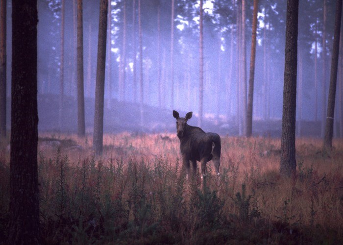 Fotograf:	erik1765/Mostphotos