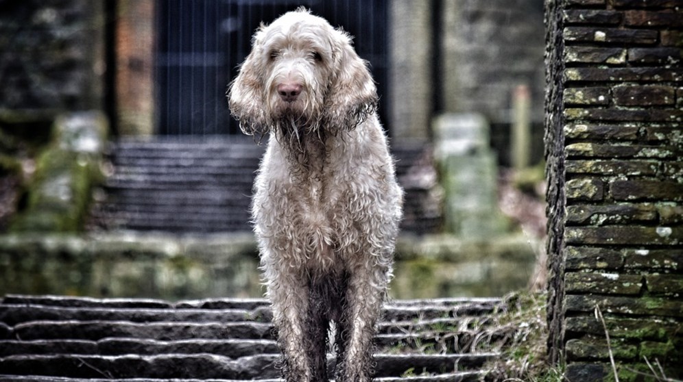 Hundrasen Spinone italiano Foto: Mostphotos