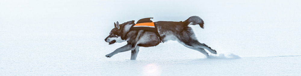 Swedish Elkhound in winter landscape