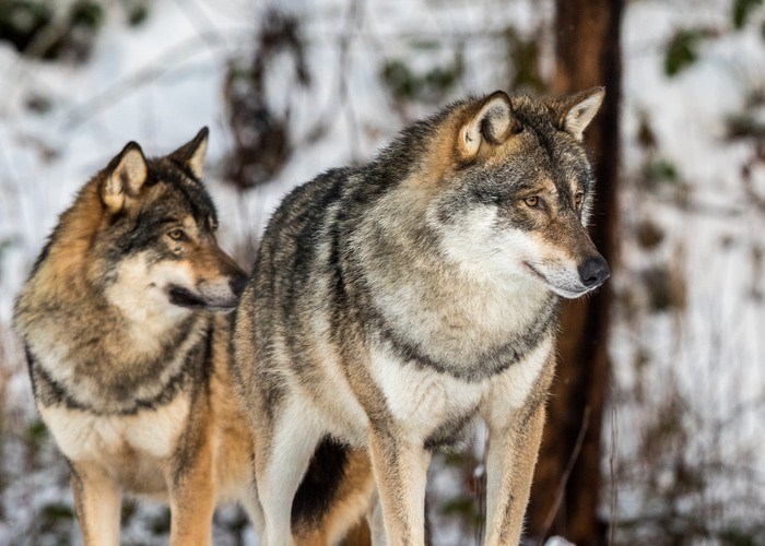 Fotograf:	Lillian Tveit/Mostphotos