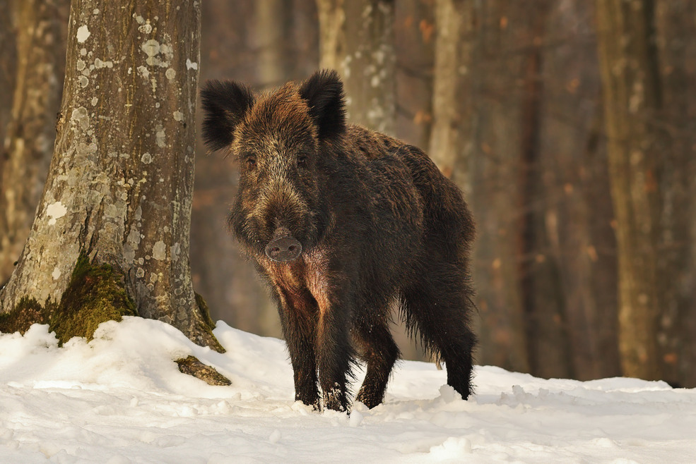 curious young wild boar in the woods, winter image ( Sus scrofa )