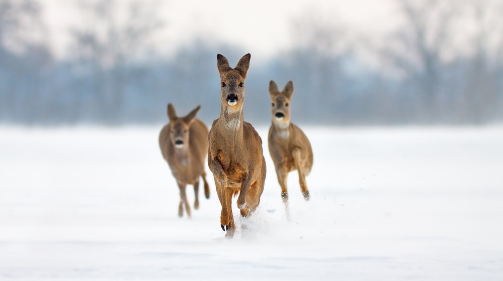 Group of three Roe deer Capreolus capreolus does in winter. Deer running in deep snow towards camera with snowy background. Action willdlife image of approaching wild animals.
