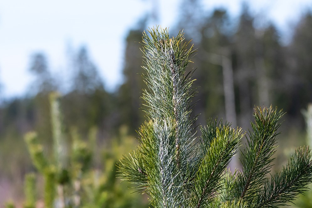 Försäljningen av tallplantor ökar. Foto Kennerth Kullman/Mostphotos