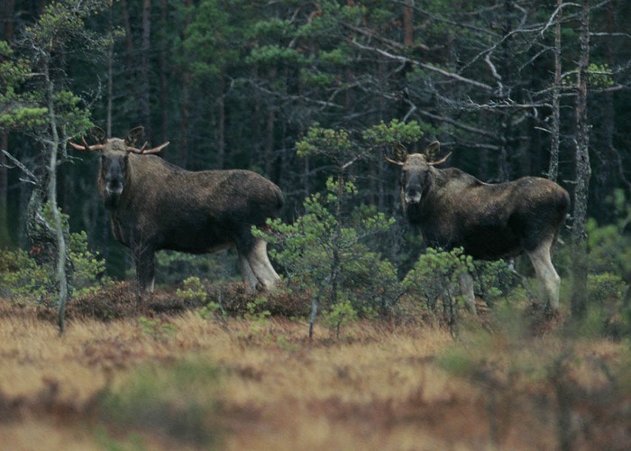 Älgtjurar. Foto: Kenneth Johansson