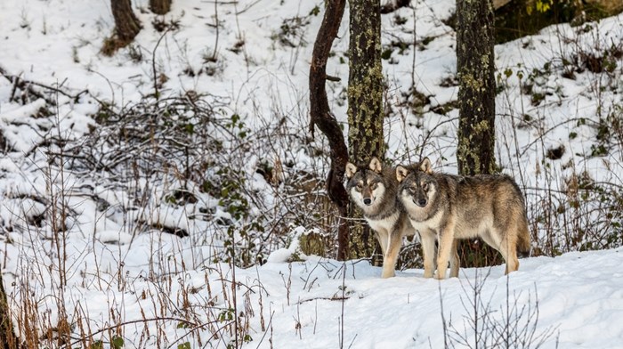 Länsstyrelserna ändrade besluten