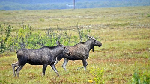 Foto: Henrik Päiviö / Mostphotos