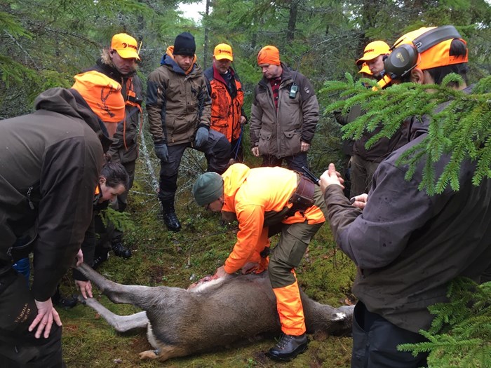 Hundratals jaktintresserade i Dalarna deltar i Jägareförbundets och Studiefrämjandets pågående jägarutbildning. Foto Christer Gruhs