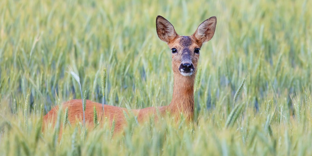 Foto: Allan Wallberg / Mostphotos