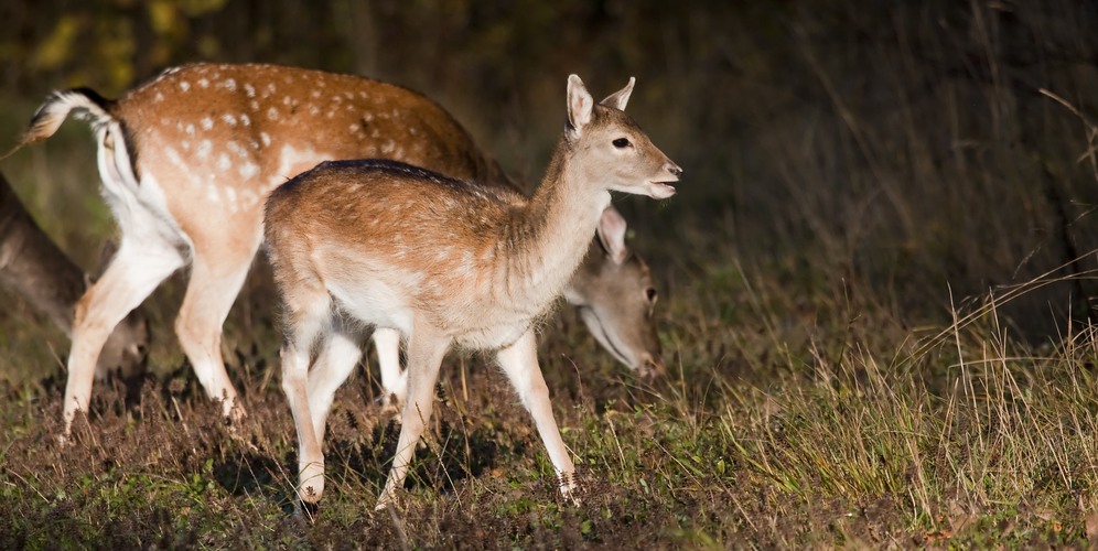 Då får du skyddsjaga dov och kronkalv Svenska Jägareförbundet