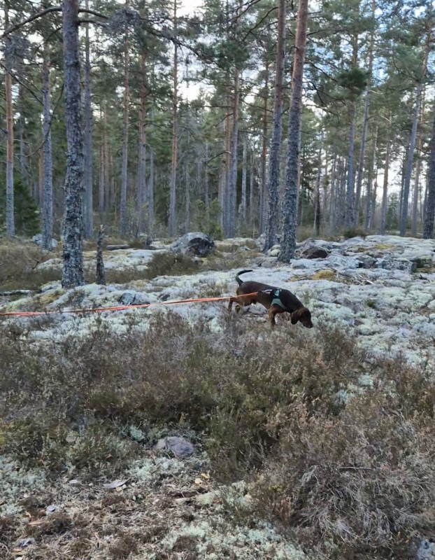 sp&aring;rskogen korr.jpg