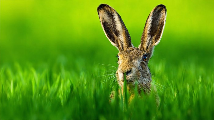 Glad Påsk önskar Svenska Jägareförbundet