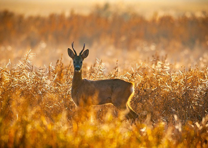 Fotograf:	Mostphotos