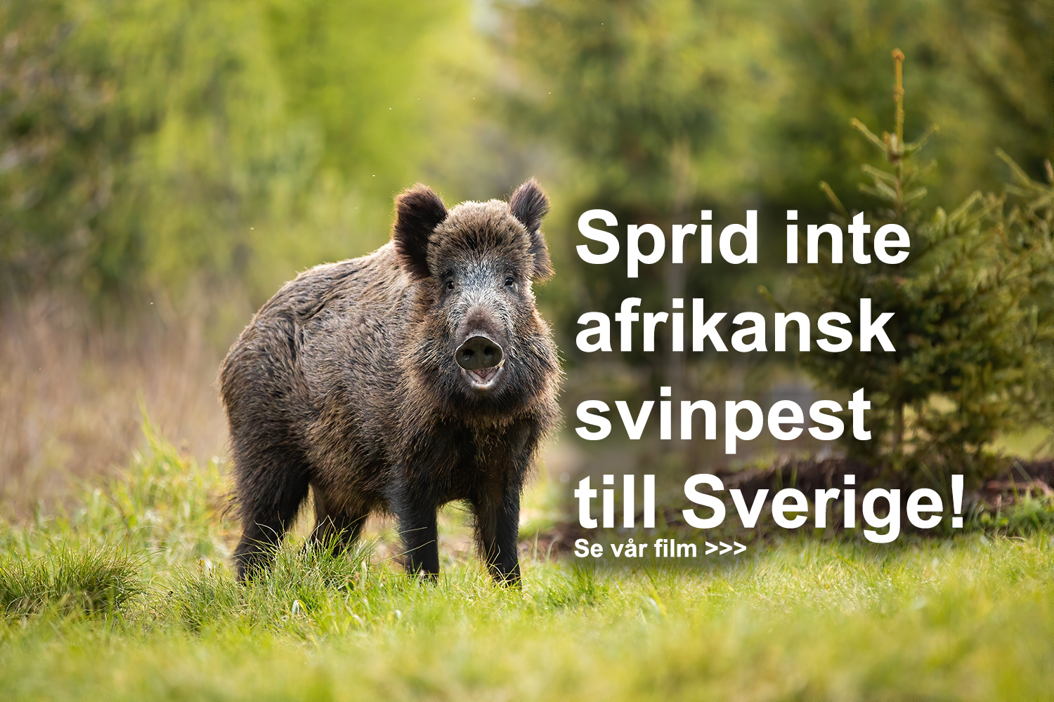 Sprid Inte Afrikansk Svinpest Till Sverige! - Svenska Jägareförbundet