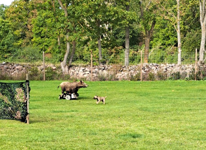 permodoris1 korr.jpg