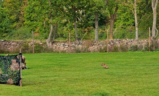 permodoris2 korr.jpg