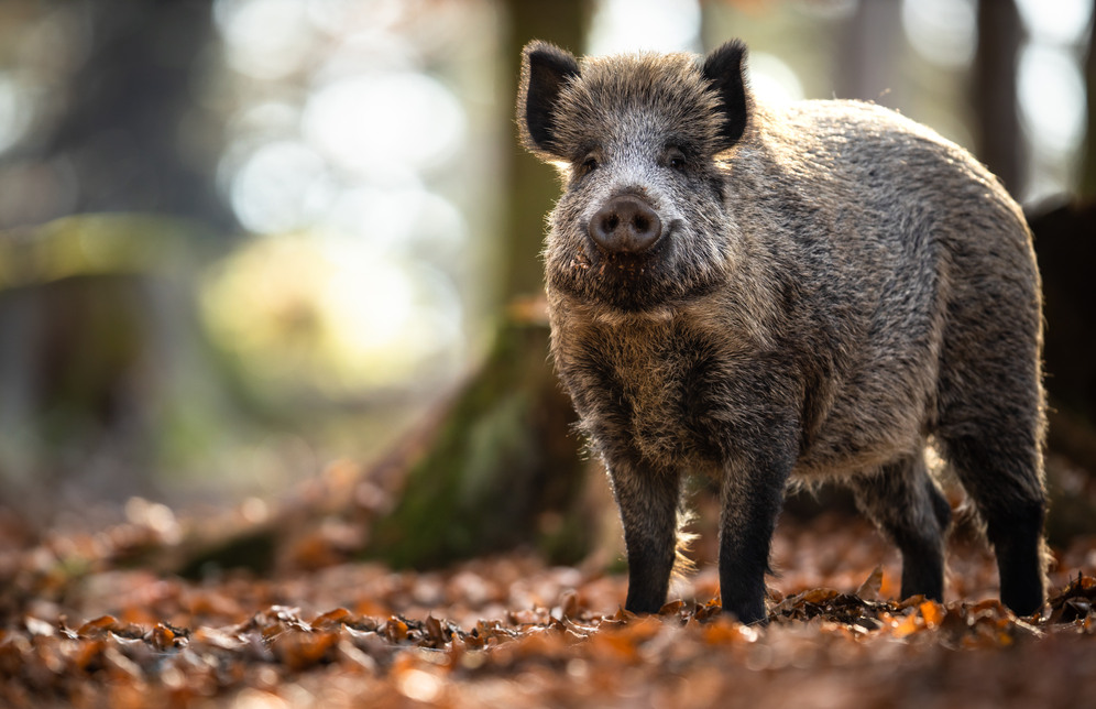 Wild Boar Or Sus Scrofa, Also Known As The Wild Swine, Eurasian Wild Pig