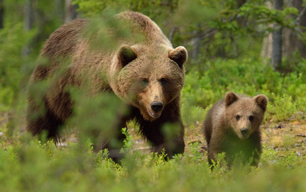 Brown bear with cub in the forest