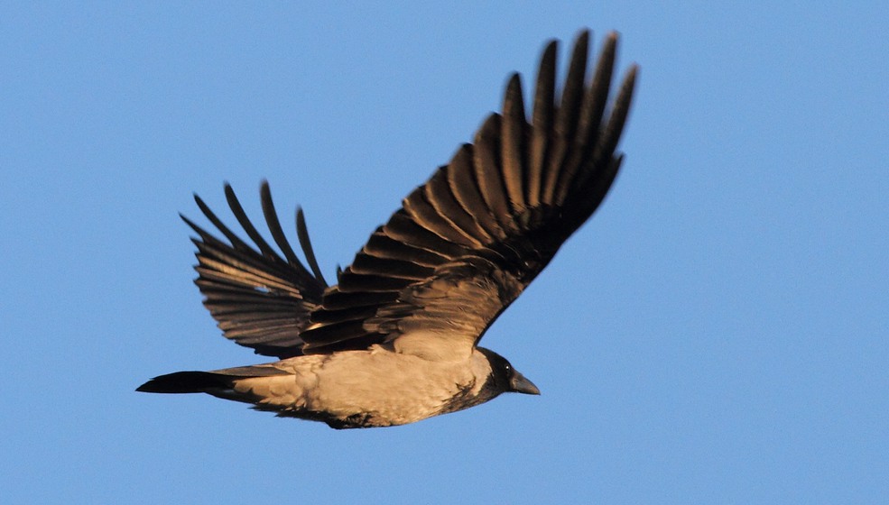 Så fångar du vårens alla kråkor - Svenska Jägareförbundet