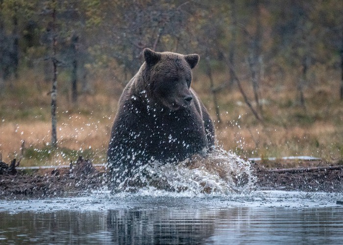 Fotograf:	Sten-Åke Stenberg / Mostphotos