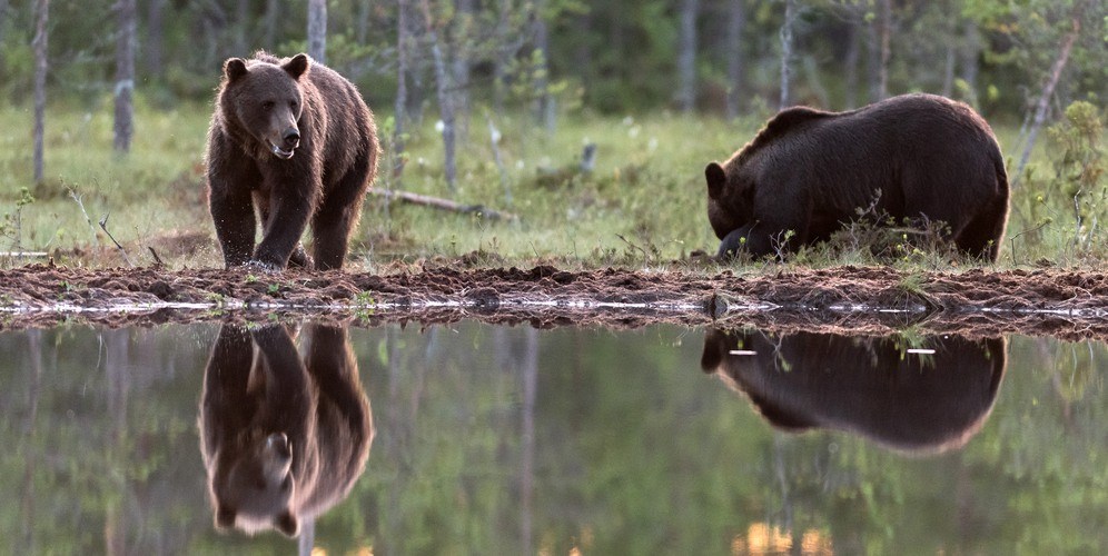 Två brunbjörnar