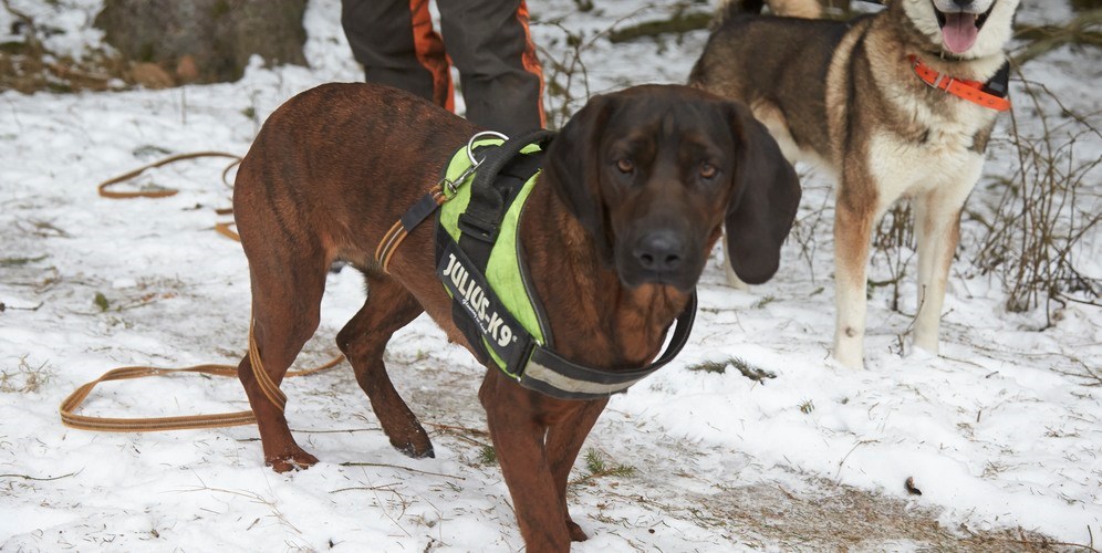 För att täcka hela landets behov av trafikeftersök organiseras drygt 5 000 jägare, och ännu fler hundar. Foto: Sten Christoffersson