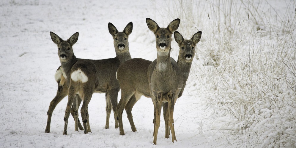 Glöm inte rapportera om du hittar ett självdött rådjur, älg eller kron