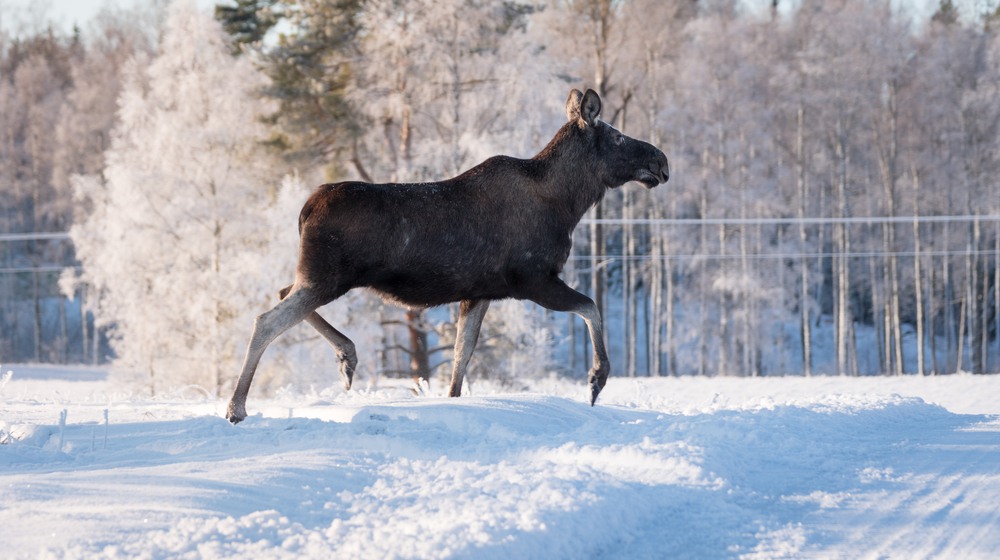 Mother moose trotting in snow on a sunny winter day in Sweden