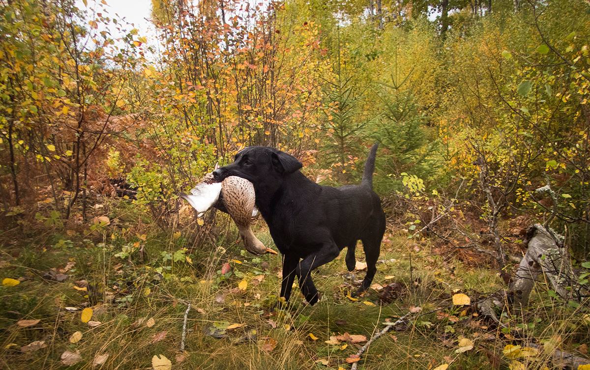 Regler vid jakt med hund - Svenska Jägareförbundet