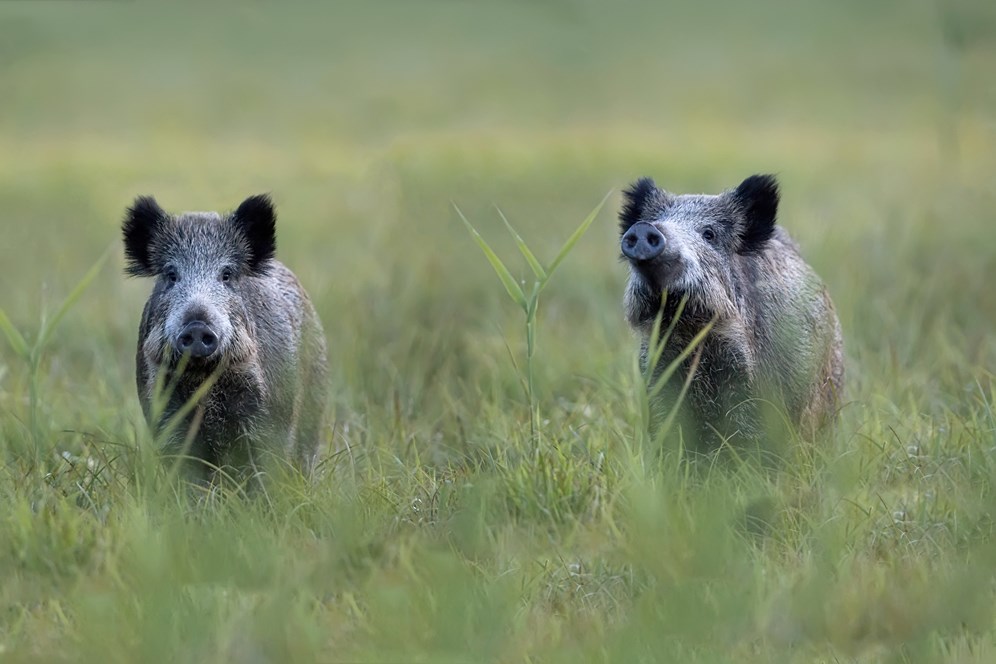 Svenska Jägareförbundet erbjuder vildsvinsjaktsutbildningar i Forsmark i Norduppland. Oavsett var man bor eller jagar kan man delta och som medlem har du en fin rabatt på kursavgiften. Foto: Mostphotos