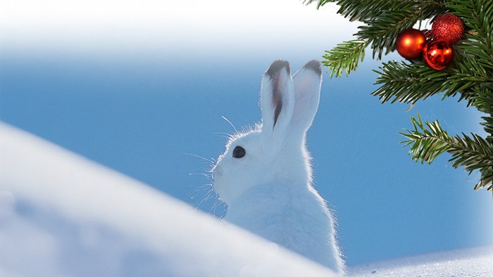 Svenska Jägareförbundet — vi står alltid på jaktens och viltets sida