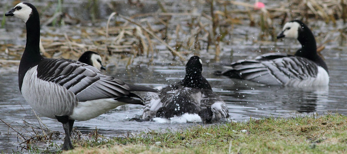 Foto: Niklas Liljebäck