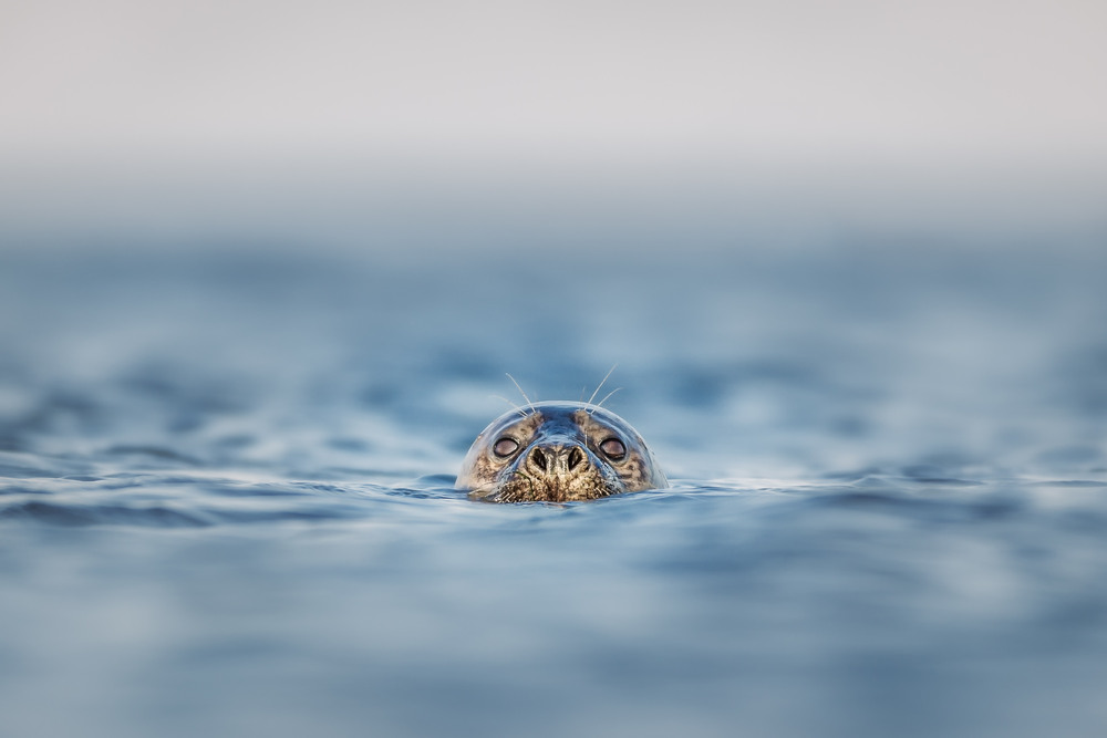 Simmande säl. Foto: Magnus Renmyr / Mostphotos