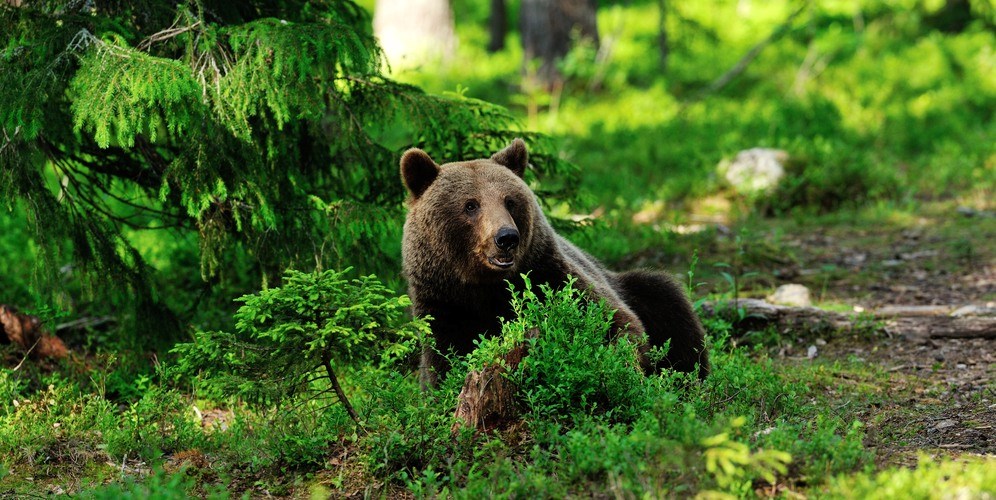 Brunbjörn vilar i skogen.