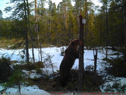 Foto Johan Henriksson Viltkamera