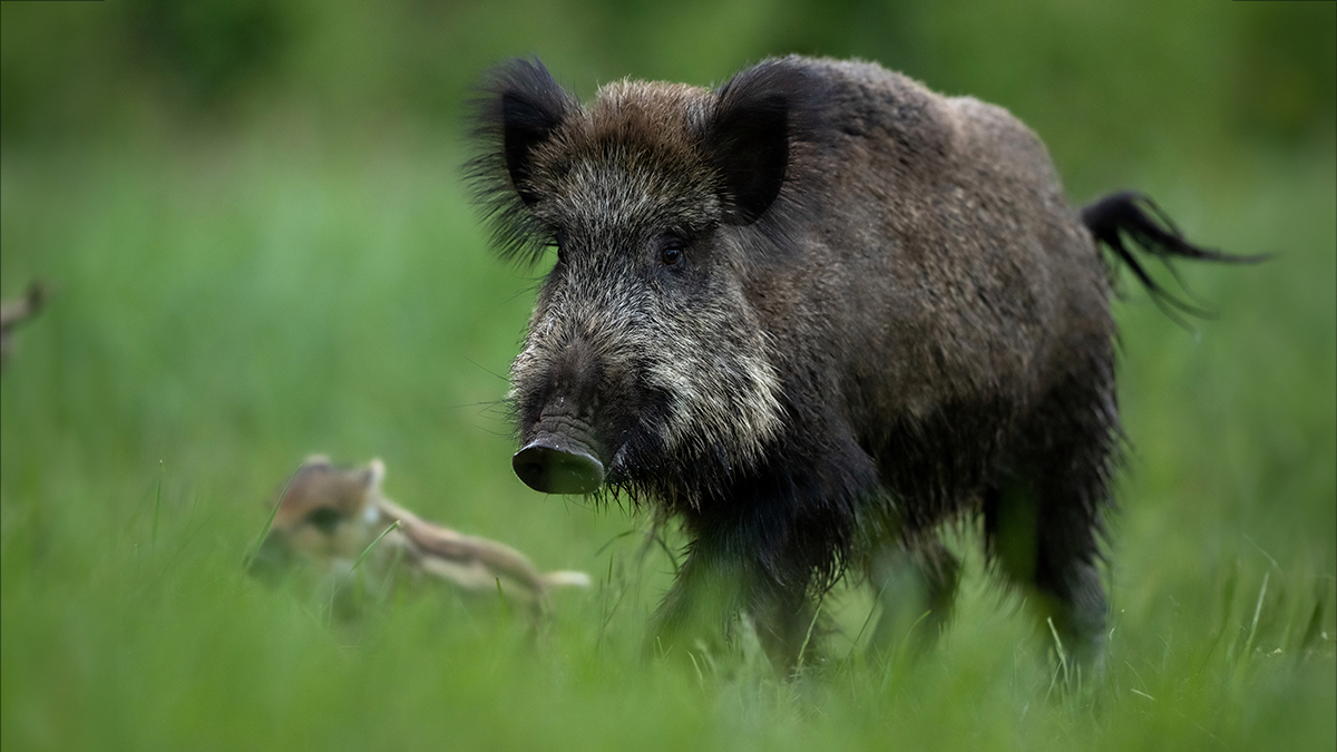 Vildsvinet är ett sävligt och skyggt djur, som undviker kontakt med människor.  Foto: Erik Mandre/Mostphotos