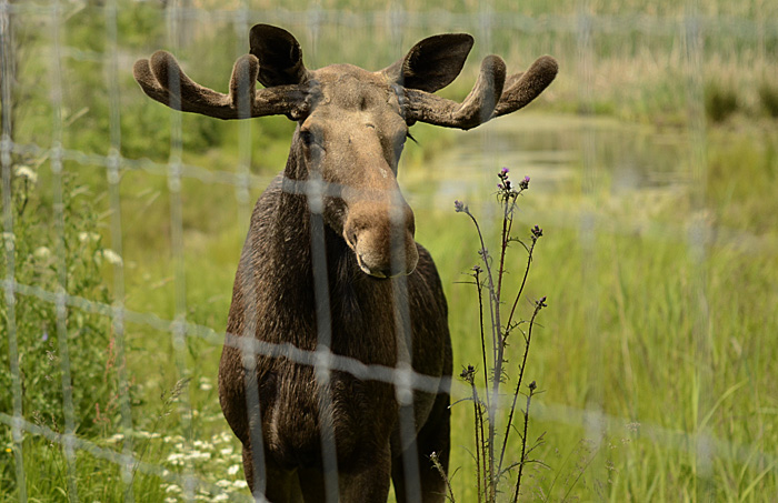Viltet kan stängas in innanför viltstängsel av branden. Foto: Johanna Thörnqvist