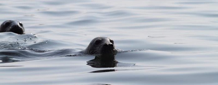 Förvaltning av sälstammarna skulle kunna leda till friskare sälar, minskade skador på fiskeredskapen och fler duktiga säljägare. Foto gråsäl: Niklas Liljebäck