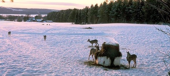 Budskapet från kontinenten var entydigt: avledande utfodring är helt nödvändig för att begränsa skadorna på grödor. Foto: Göran Ekström