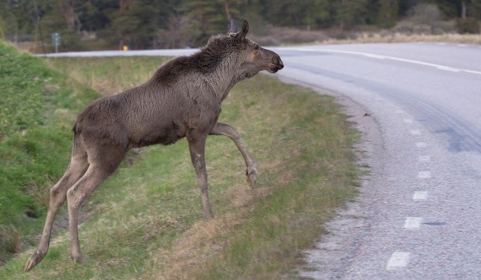 Älgkalv korsar väg.