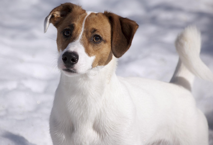 Jack Russell Terrier - Jägareförbundet