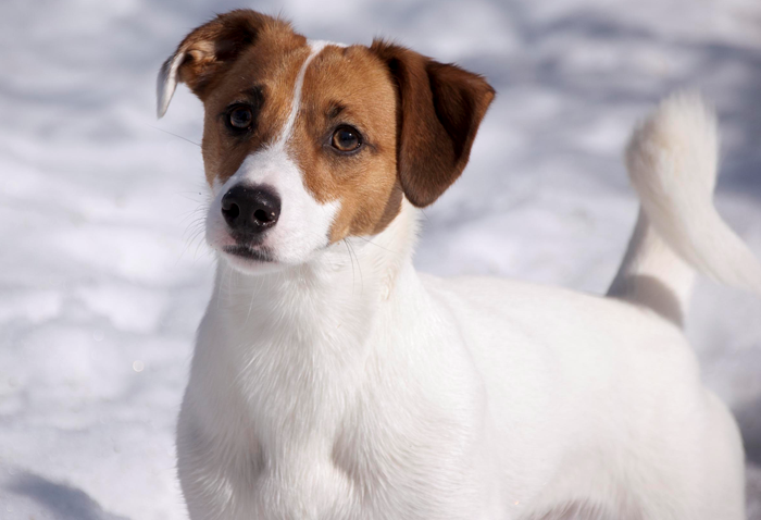 Jack Russell Terrier - Jägareförbundet