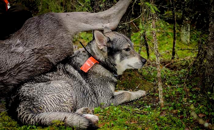Jämthund vid fälld älgkalv. Foto: Madeleine Lewander