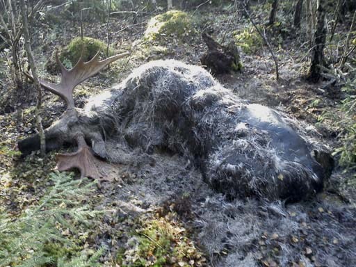 Sjuk älg i Hörryda
