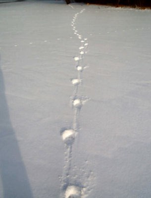 Lolöpa i snö. Foto Lars Björk