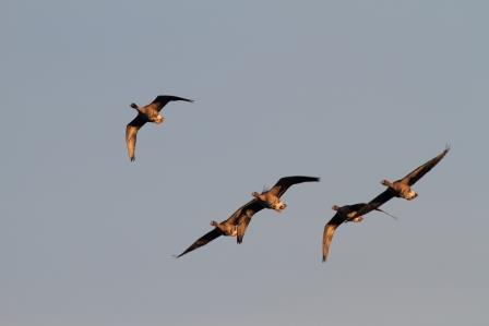 Flygande flock med fjällgäss