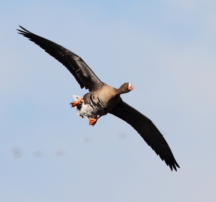 Flying LWfG