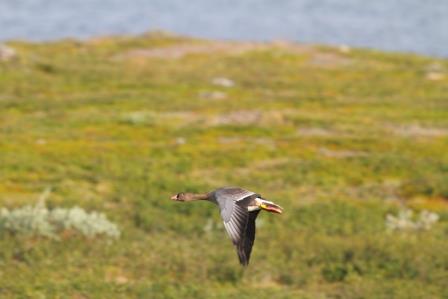 Flying released bird