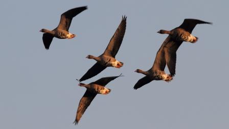 Flying LWfG